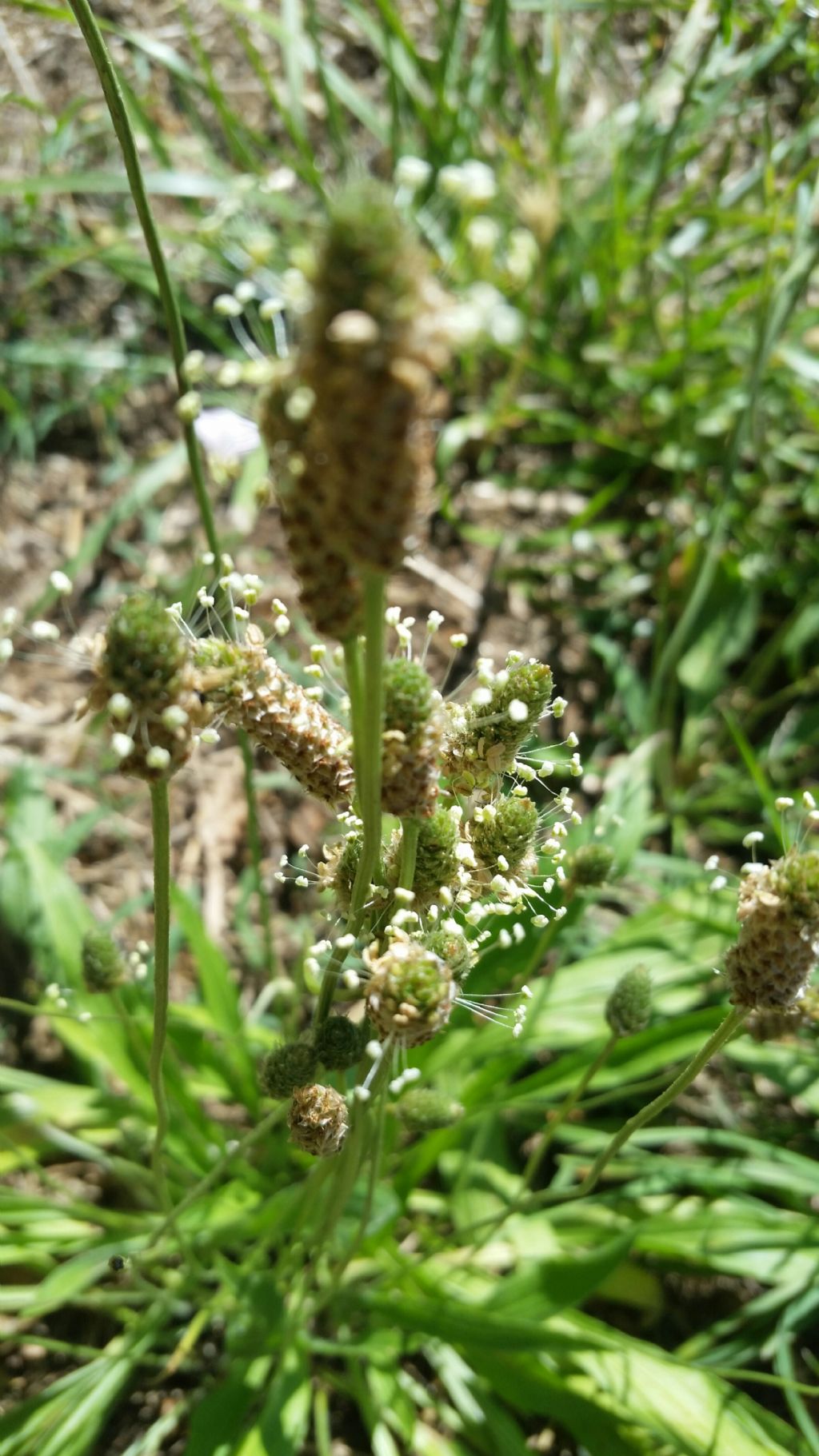 Plantago lanceolata